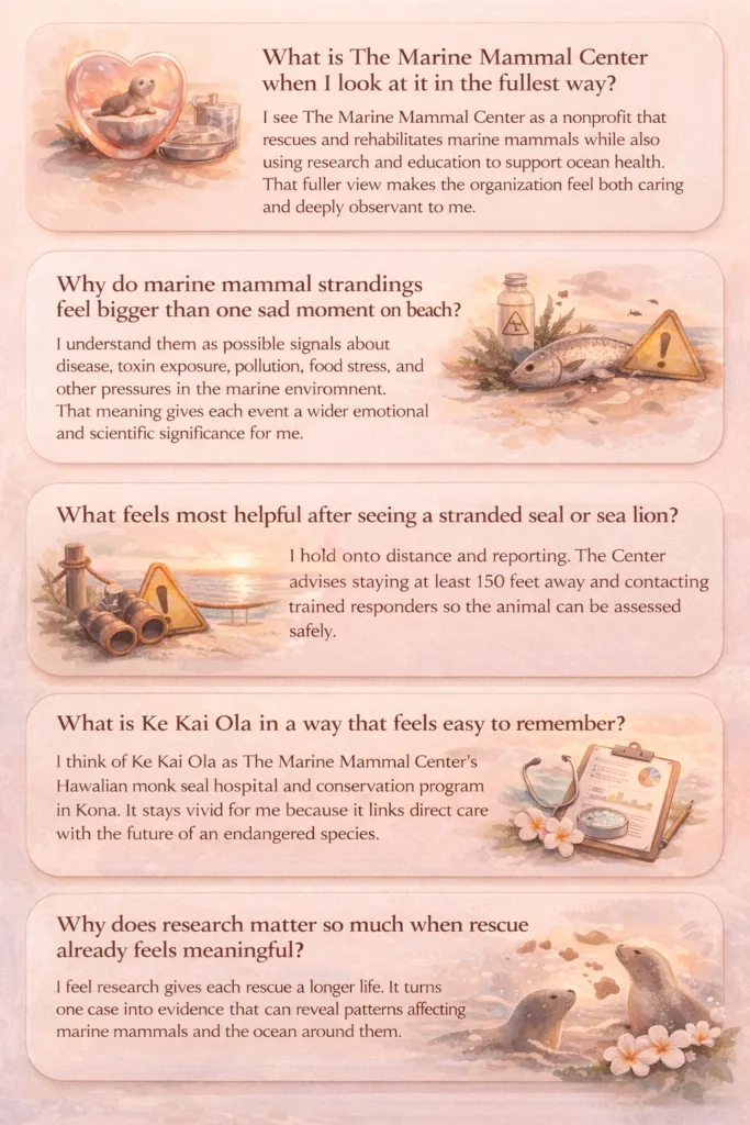 The Marine Mammal Center FAQs illustrated with warm symbolic panels about rescue, research, reporting, and ocean health.